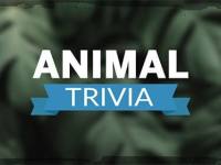 Animal Trivia