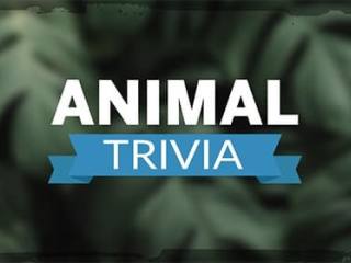 Animal Trivia